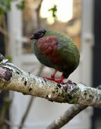 Roulroul hen of broedeieren gezocht!, Vrouwelijk, Tropenvogel