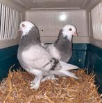 Verschillende sierduif rassen, Meerdere dieren, Overige soorten