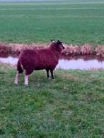 2 zwartbles ooien te koop, Dieren en Toebehoren, Vrouwelijk, Schaap, 0 tot 2 jaar