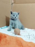 Blauwe rus kittens met Stamboom., Dieren en Toebehoren, Kater, Met stamboom