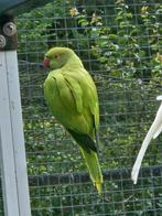 Halsbandparkiet groene opaline/wkws, Dieren en Toebehoren, Vogels | Parkieten en Papegaaien, Mannelijk, Parkiet, Geringd