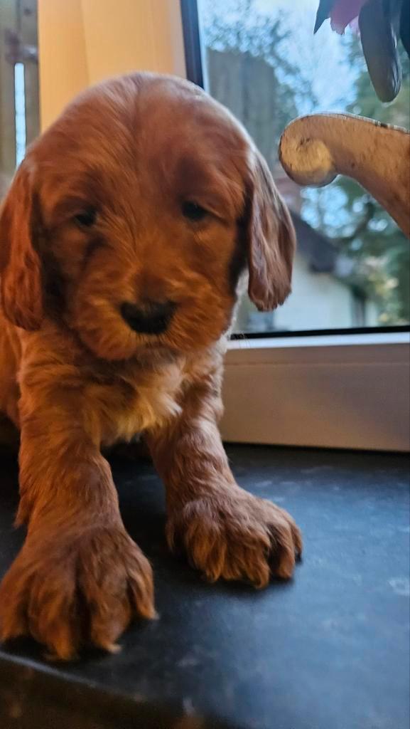 Doodledreamdoodletjes zoeken personeel., Diensten en Vakmensen, Dieren | Honden | Verzorging, Oppas en Les