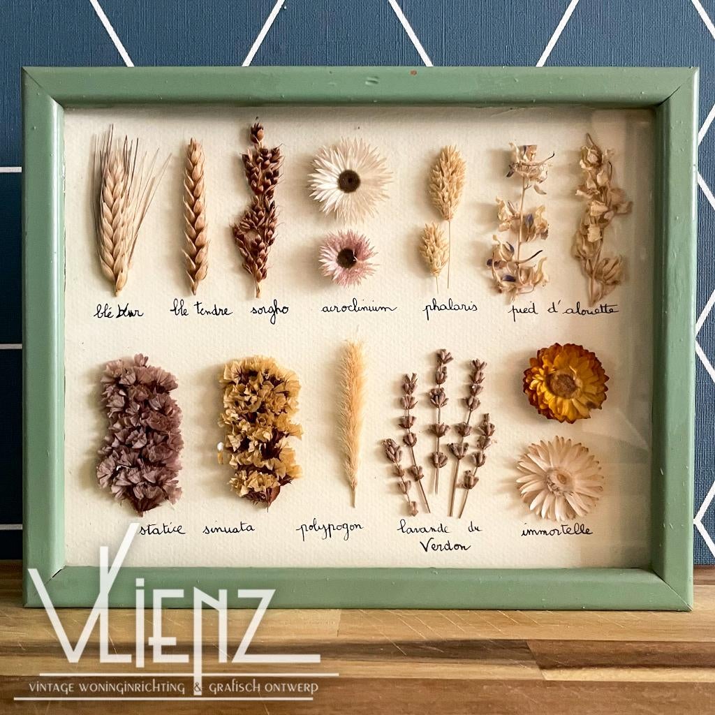 Herbarium, plantenkader, droogbloemen in lijst, Frankrijk, Huis en Inrichting, Woonaccessoires | Droogbloemen, Gebruikt, Ophalen