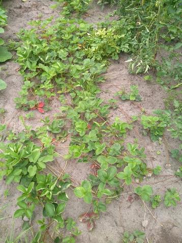 Aardbeien stekjes,  cherry berry en framberry