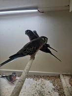Bourks mannen split blauw, Dieren en Toebehoren, Vogels | Parkieten en Papegaaien, Mannelijk, Parkiet