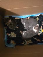 Kittens geboren 7 mei, Dieren en Toebehoren, Katten en Kittens | Raskatten | Korthaar