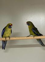 strogele rosella, Dieren en Toebehoren, Vogels | Parkieten en Papegaaien, Meerdere dieren, Parkiet
