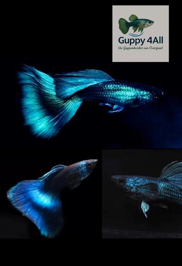 🐟🟢Blue green Moscow Guppen🐟🟢 beschikbaar voor biedingen