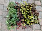 12 sedum planten  met gratis verzending voor €12,50, Tuin en Terras, Planten | Tuinplanten, Overige soorten, Vaste plant, Verzenden