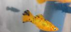 Platy vissen  Xiphophorus., Dieren en Toebehoren, Vis