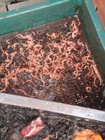 Compost wormen, Compost, Ophalen of Verzenden