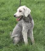 VROLIJK REUTJE CASPER X LABRADOODLE VERBLIJFT IN NEDERLAND, Dieren en Toebehoren, Honden | Niet-rashonden, Rabiës (hondsdolheid)