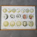 Schoolplaat Celdeling en de vorming van het embryo I – 1928, Ophalen of Verzenden, Natuur en Biologie