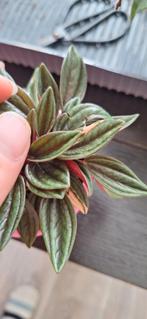 Peperomia rosso variegata, Ophalen of Verzenden, Overige soorten, Minder dan 100 cm