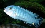 6 Pseudotropheus socolofi, malawi cichliden, Dieren en Toebehoren, Vissen | Aquariumvissen, Vis, Zoetwatervis