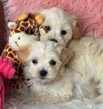 Maltipoo pups teefjes 1600 reutjes 1500€, Dieren en Toebehoren, Nederland, Overige rassen, 8 tot 15 weken, CDV (hondenziekte)