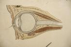 Oude anatomie schoolplaat van oog en huid 100 jaren oud, Ophalen of Verzenden, Natuur en Biologie