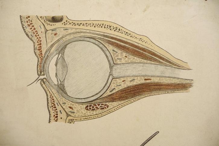 Oude anatomie schoolplaat van oog en huid 100 jaren oud, Antiek en Kunst, Antiek | Schoolplaten, Natuur en Biologie, Ophalen of Verzenden
