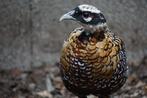 Koningsfazanten | Sierlijke fazant met lange staart, Dieren en Toebehoren, Pluimvee, Meerdere dieren