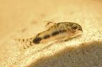 Corydora habrosus - Koidream Valburg, Dieren en Toebehoren, Vissen | Aquariumvissen, Vis, Zoetwatervis
