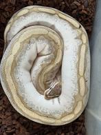 0.1 Orange Dream Mojave Bumblebee koningspython, Dieren en Toebehoren, Reptielen en Amfibieën, Slang, Tam, 3 tot 6 jaar