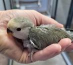 Gezocht jonge agapornis roseicolli pop turquoise of grijs, Vrouwelijk, Dwergpapegaai of Agapornis, Geringd