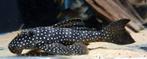L-Nummers: L048 Scobinancistrus cf. pariolispos, Vis, Zoetwatervis