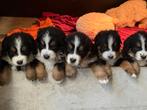 Berner sennen pups, Dieren en Toebehoren, Meerdere, Meerdere dieren, Nederland, Particulier