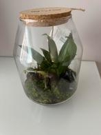 Plant in pot, mini ecosysysteem, Huis en Inrichting, Kamerplanten, Ophalen, Halfschaduw, In pot, Minder dan 100 cm