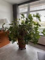 Monstera kamerplant, Huis en Inrichting, Kamerplanten, Overige soorten, 100 tot 150 cm, Halfschaduw, In pot