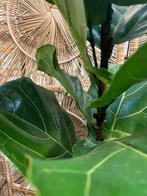 Ficus Lyrata – XXL 220cm, Ophalen, Ficus, Volle zon, 200 cm of meer