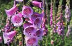 Bio zaden Vingerhoedskruid (roze) - Digitalis purpurea, Verzenden, Voorjaar, Volle zon, Zaad