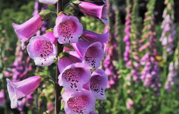 Bio zaden Vingerhoedskruid (roze) - Digitalis purpurea  beschikbaar voor biedingen