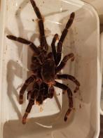 Spinnen vervellingen te koop, verschillende soorten en maten, Ophalen, Insect, Opgezet dier