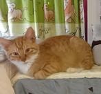 lieve kittens gevaccineerd gechipt, Dieren en Toebehoren, Katten en Kittens | Overige Katten, Meerdere dieren, Kortharig, 0 tot 2 jaar