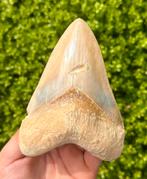 Megalodon tand, Verzenden, Fossiel