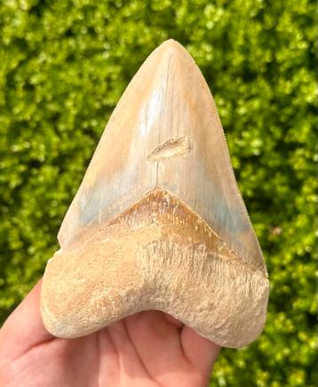 Megalodon tand beschikbaar voor biedingen