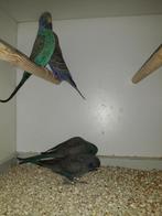 Blackface en blackface blackwing, Meerdere dieren, Parkiet, Geringd