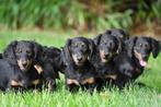 Langharige Teckel pups te koop, Dieren en Toebehoren, Honden | Teckels en Dashonden, Rabiës (hondsdolheid), 15 weken tot 1 jaar