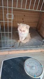 2 pers katten vader en moeder zoeken leuk huisje, Dieren en Toebehoren, Katten en Kittens | Overige Katten, Meerdere dieren, Langharig