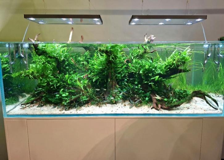 Opzoek: Gratis vissen voor mijn nieuwe tropische aquarium, Dieren en Toebehoren, Vissen | Aquariumvissen, Zoetwatervis, Vis