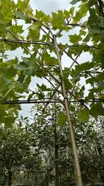 Leivorm platanen in pot nu te planten, Tuin en Terras, Planten | Bomen, Ophalen, In pot, Volle zon