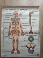 schoolplaten Het skelet / gewrichten., Antiek en Kunst, Antiek | Schoolplaten, Ophalen, Natuur en Biologie