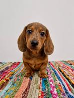 Korthaar dwerg teckel pups, Dieren en Toebehoren, Nederland, CDV (hondenziekte), 8 tot 15 weken, Korthaar