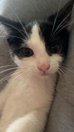 Kittens, Dieren en Toebehoren, Katten en Kittens | Raskatten | Korthaar, Meerdere dieren, Ontwormd, 0 tot 2 jaar