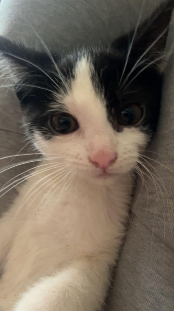 Kittens, Dieren en Toebehoren, Katten en Kittens | Raskatten | Korthaar, Meerdere dieren, 0 tot 2 jaar, Ontwormd