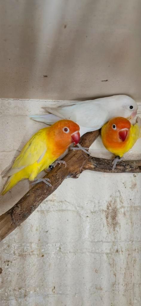 Mooie jonge fischeri's, Dieren en Toebehoren, Vogels | Parkieten en Papegaaien, Dwergpapegaai of Agapornis, Geslacht onbekend