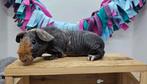 Weerwolf skinny zeugje, eventueel met moeder, Dieren en Toebehoren, Knaagdieren, Cavia, Augustus, Vrouwelijk, Tam