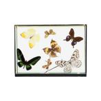 Kleurrijke Ingelijste Tropische Vlinders Taxidermie Insecten, Verzamelen, Dierenverzamelingen, Ophalen of Verzenden, Gebruikt