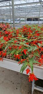 Waterval begonia p17, Tuin en Terras, Planten | Tuinplanten, Ophalen, Zomer, Overige soorten, Halfschaduw